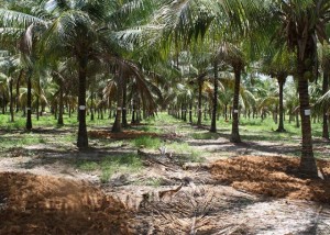plantação coqueiro gigante