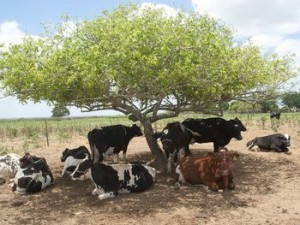 vacas vermifugadas