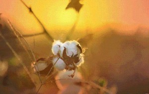 algodão florada