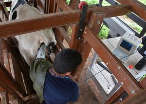 inseminação bovina