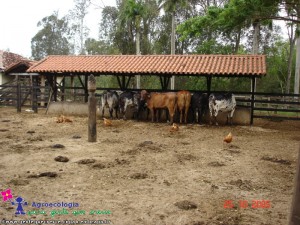 curral_com vacas
