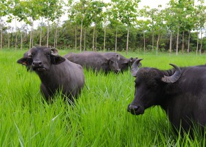 búfalos no pasto