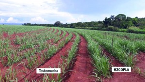 plantação de cana com h2copla