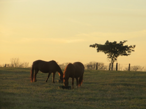 cavalos no pasto
