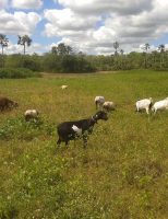 Identificados os fatores que podem aumentar a verminose no rebanho ovino