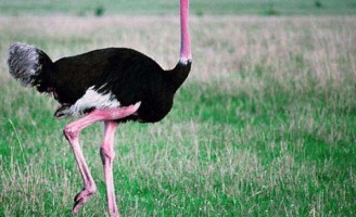 Avestruz, ave que quase foi extinta mas que hoje pode render bons lucros para o produtor rural