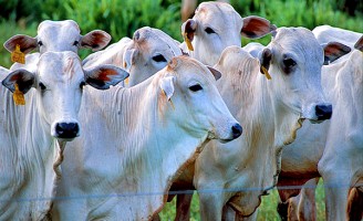 Os chineses vão comprar carne bovina produzida no Brasil