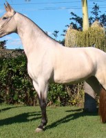 Cavalo Campolina é destaque em feira nacional