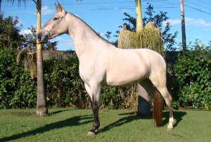 cavalo-campolina