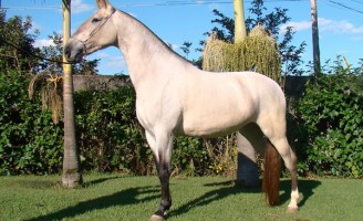 Cavalo Campolina é destaque em feira nacional