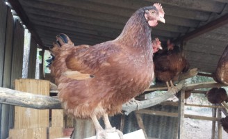 Galinha caipira se alimenta bem com farinha de batata-doce