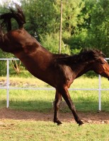 Hipologia (Segredos da relação homem x cavalo)
