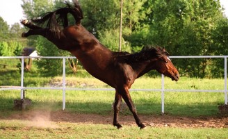 Hipologia (Segredos da relação homem x cavalo)