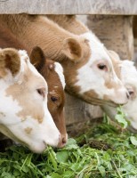 Como fazer uma ração mais barata para alimentar o gado no período de seca