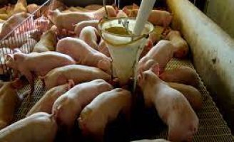 Composição da ração para suínos exige cuidados com o rolão de milho e restos de abatedouros