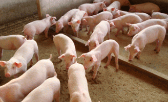 Brasil reforça atenção para evitar a chegada da Diarreia Suína