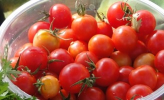O tomate tipo cereja próprio para o cultivo orgânico