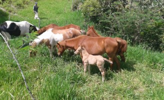 Os cuidados para o pasto que o cavalo deve consumir