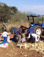 O crédito rural aumentou 16% no Brasil