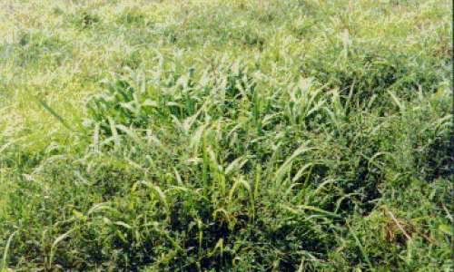 <h2><a href="https://nordesterural.com.br/um-estilosante-criado-pela-embrapa-ajuda-a-variar-a-dieta-dos-animais-e-melhora-o-desempenho/">Estilosante plantado em cons&oacute;rcio faz pastagem aumentar a produtividade do rebanho</a></h2>Al&eacute;m de melhorar o desempenho dos animais, a leguminosa Campo Grande, desenvolvida pelos pesquisadores da Embrapa, aduba o solo recuperando &aacute;reas degradadas de pastagem. . Por ser rica em prote&iacute;nas,