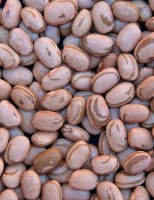 Como a pequena propriedade pode produzir melhor a cultura do feijão
