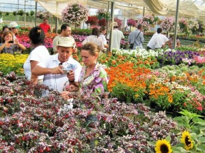 Flores Sanar