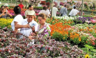 Curso sobre cultivo de flores pode ser feito à distância