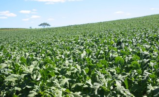 Mais produtividade para os plantios de fumo com uso de fertilizantes minerais
