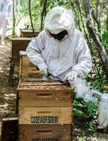 Apicultores podem receber kits especiais para produção de mel