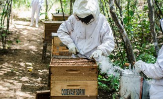 Apicultores podem receber kits especiais para produção de mel
