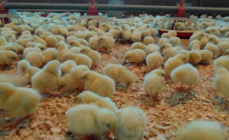 O calor é fonte importante para a criação de aves