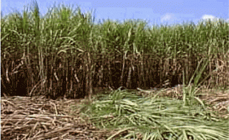 Usina pernambucana reinicia suas atividades depois de dois anos fechada