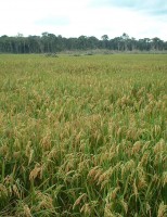 A dica certa para não errar na hora de plantar o arroz de sequeiro