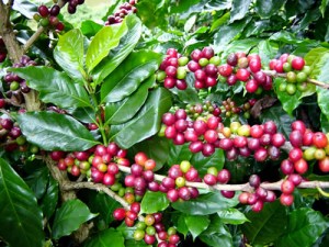 café no pé