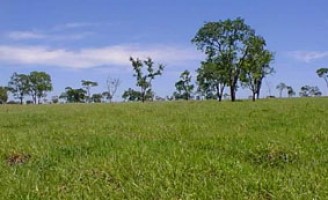 Isolar o cercado do pastejo facilita a formação do Feno-em-pé