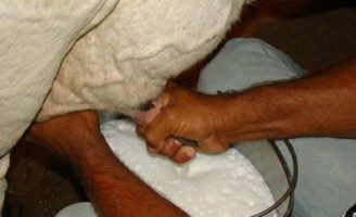 Como melhorar a qualidade do leite com a ordenha manual