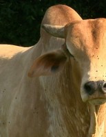 Dicas para combater o excesso de moscas na fazenda