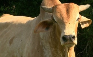 Dicas para combater o excesso de moscas na fazenda