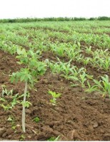 A leucena plantada com o milho oferece mais rentabilidade para o produtor