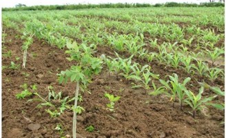 A leucena plantada com o milho oferece mais rentabilidade para o produtor
