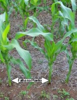Conheca a técnica de plantar o milho para ter mais produtividade