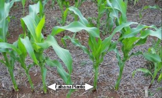 Conheca a técnica de plantar o milho para ter mais produtividade