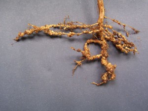 manejo_de_nematoide