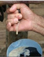 Aprenda a prevenir e cuidar da mastite em vacas de leite