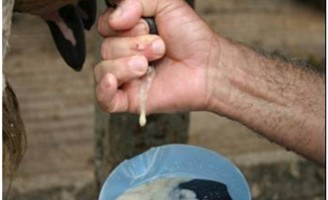 Aprenda a prevenir e cuidar da mastite em vacas de leite