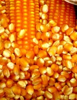 Conheça uma semente de milho mais resistente às pragas e com maior produtividade
