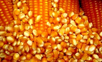 Conheça uma semente de milho mais resistente às pragas e com maior produtividade