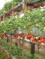 A valorização da produção de morangos pode ser feita de acordo com a maneira de cultivar
