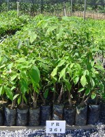 Aprendendo a cultivar seringueira com curso à distância