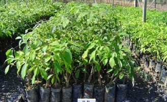 Aprendendo a cultivar seringueira com curso à distância